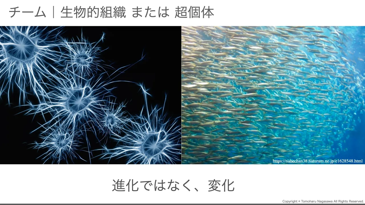 20 ページ：Copyright © Tomoharu Nagasawa All Rights Reserved. チーム｜生物的組織 または 超個体 ビジネス チーム 開発 運用 チーム チーム チーム ( IT ) チーム ( ビジネス ) 進化ではなく、変化 https://nabechan38.natu...